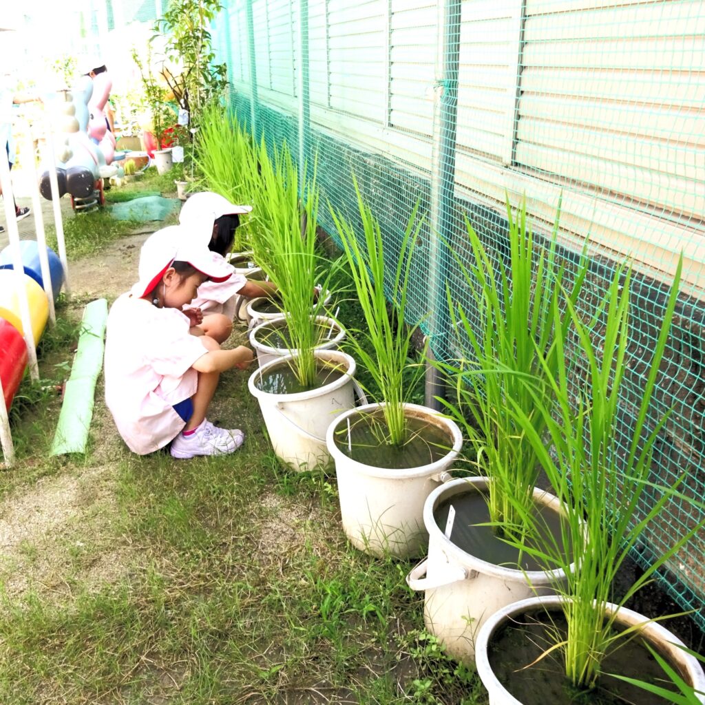 すずらん幼児園で、バケツ稲の成長を観察している子どもたちの様子。自然とのふれあいの時間。