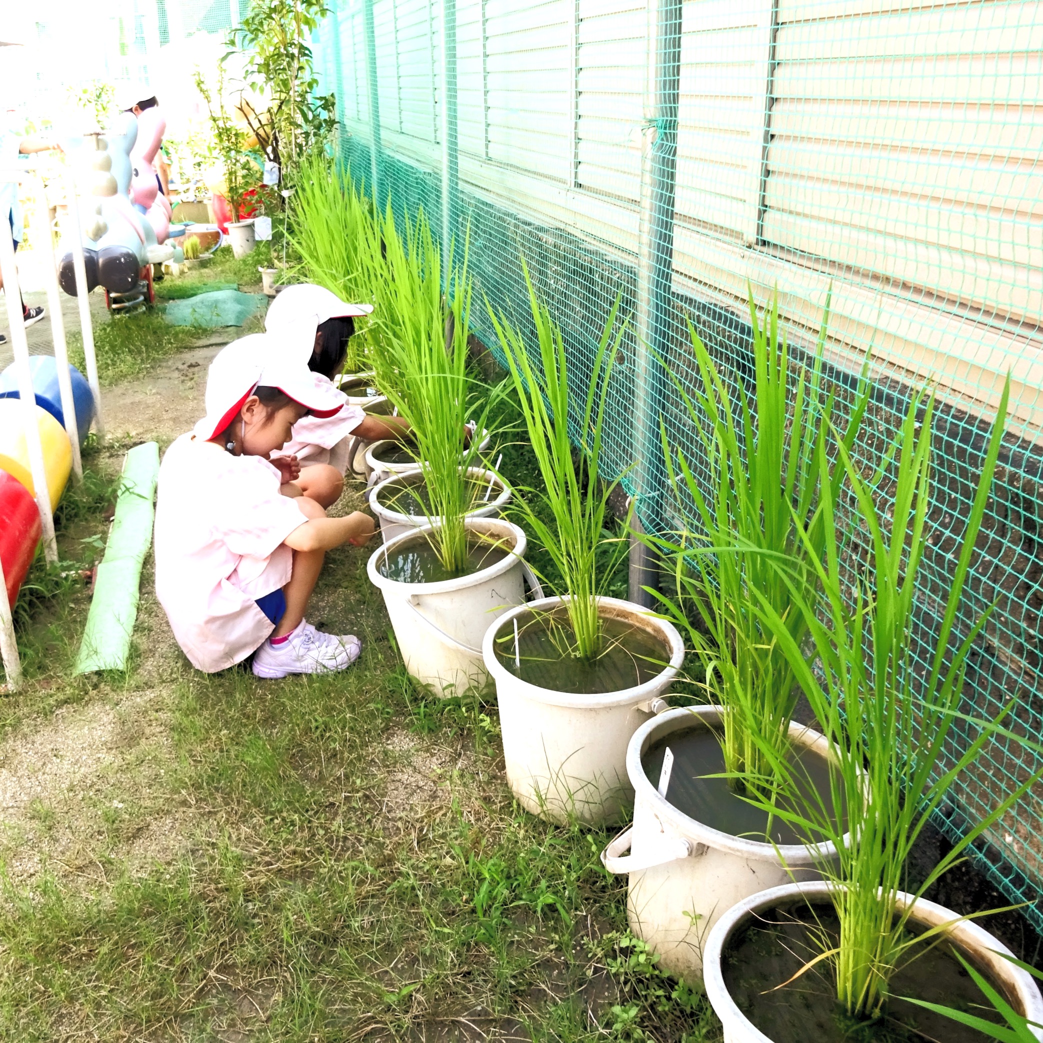 園庭の緑化や畑づくりで水やりをする子どもたち